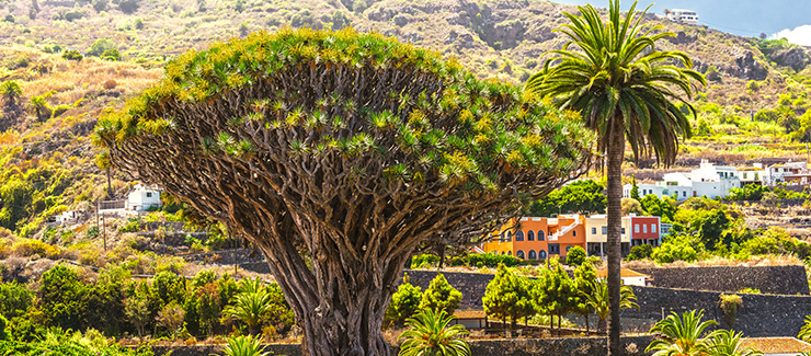 Tenerife's ancient tree