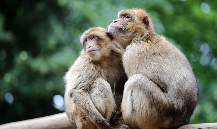 Barbary_Macaques