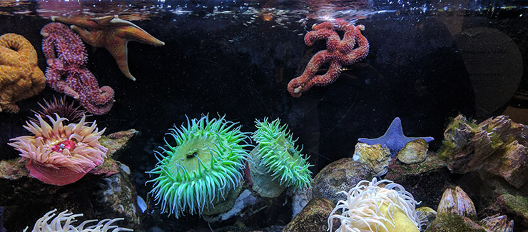 Lanzarote Aquarium 