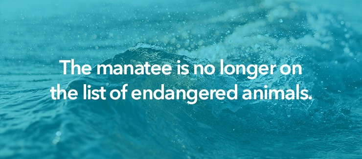 The manatee is no longer on the list of endangered animals.