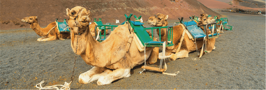 Echadero de camellos